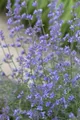 Pflanzen für Dich Staude Nepeta faas. Six Hills Giant, 1 St., Katzenminze, Blaue Katzenminze