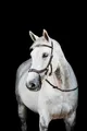 Horseware HW Micklem2 Multi Bridle, Warmblut, Dark Havanna