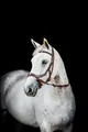 Horseware Micklem2 Multi Bridle WB (Gebrauchsspuren)