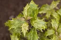 Pflanzen für Dich Gehölze Osmanthus heterophyllus Tricolor, 1 St., Duftblüte, Osmanthus, Duftblütenstrauch