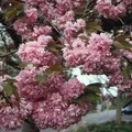 Japanische Nelkenkirsche Kanzan 100-125cm - Prunus serrulata