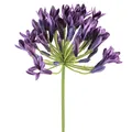 Agapanthus Kunstblumen Lila Schmucklilien 75cm 2St Dekoblumen, 2 Stück