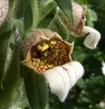 Wolliger Fingerhut - Digitalis lanata - lebende Gartenpflanze aus den Baumschulen