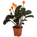 Korbmarante Calathea crocata Zimmerpflanze ca. 30-40 cm Ø Topf 14 cm, Dehner