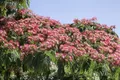 Pflanzen für Dich Gehölze Albizia julibrissin Ombrella, 1 St., Seidenbaum, Schlafbaum, Seidenakazie