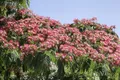Albizia julibrissin 'Ombrella', Seidenbaum, 40–60 cm