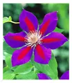 BALDUR Garten Waldrebe Clematis 'Etoile de Malicorne' winterhart, 1 Pflanze, Klematis mehrjährige blühende Kletterpflanzen, bienenfreundlich und schmetterlingsfreundlich, blühend, Clematis Hybride