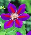 BALDUR Garten Clematis