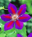 BALDUR Garten Zierstrauch Clematis 'Etoile de Malicorne', 1 St., Duftclematis, winterhart, mehrjährig