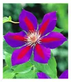 Waldrebe Clematis 'Etoile de Malicorne' winterhart, 1 Pflanze, Kletterpflanze