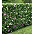 BALDUR Garten 10x Winterharte Hibiskus-Hecke, Pflanzen im 9x9 cm-Topf, Blüten essbar, bienenfreundlich, Garteneibisch Roseneibisch, Hibiscus Syria...