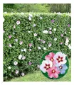 BALDUR Garten Winterharte Hibiskus-Hecke, 10 Pflanzen, Blüten essbar, bienenfreundlich, Garteneibisch Roseneibisch, Hibiscus Syriacus Blütengehölze Zierstrauch, blühend