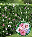 BALDUR Garten Hecken Hibiskus-Hecke, 10 St., Roseneibisch, blickdicht, winterhart, mehrjährig, pflegeleicht