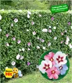 Winterharte Hibiskus-Hecke 10 Pflanzen Hibiscus Syriacus