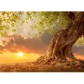 Fototapete PAPERMOON "Old Tree in Sunset", bunt (mehrfarbig), B:4m L:2,6m, Vlies, Tapeten