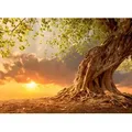 Papermoon Fototapete Old Tree in Sunset, glatt bunt 4 m x 2,6 m