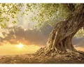 Fototapete Vlies 21697 Old Tree in Sunset 8-tlg. 400 x 260 cm