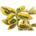Euonymus Fortunei Emeraldn Gold Spindelstrauch Ca. 9x9 cm Topf