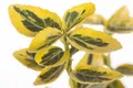 Euonymus fortunei 'Emerald'n Gold', Spindelstrauch, ca. 9x9 cm Topf