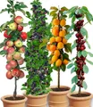 BALDUR Garten Obstpflanze Säulen-Obst-Raritäten-Kollektion, 4 St., Lecker, winterhart, mehrjährig, pflegeleicht