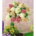 BALDUR Garten 1x Hortensien-Stämmchen 'Grandiflora', Hydragena paniculata grandiflora, Zierstämmchen winterhart, Gartenhortensie, pflegeleicht, b...