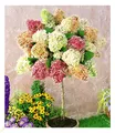 BALDUR Garten Hortensien-Stämmchen 'Grandiflora',1 Pflanze