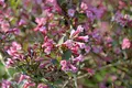Weigela florida 'Purpurea' 40-60 cm – Winterhart, Mehrjährig, Pflegeleicht – Rotblättrige Weigelie – Zierstrauch für Garten & Beet