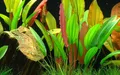 Aquarium Pflanze Echinodorus 'Red Diamond' AquaOne Nr.374D Wasserpflanze Rosette