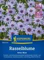 Kiepenkerl Rasselblumensamen Amor Blue Catananche caerulea 40 Pflanzen