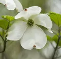 Japanischer Blumenhartriegel Venus® 60-80cm - Cornus kousa