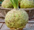 Stk - 20x Knollensellerie Goliath - Kohl sonstiger Samen Gemüse Garten KS383 - Seeds & Plants Shop by Ipsa