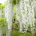 Edelblauregen - Wisteria floribunda 'Shiro-Noda' | 50-60 cm in Container