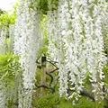 Wisteria Floribunda 'Shiro-Noda' (= 'Longissima Alba') - Edelblauregen 50-60 cm Pflanzcontainer