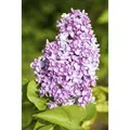 Syringa Vulgaris Flieder Lila 60–100 cm