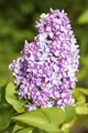 Pflanzen für Dich Gehölze Syringa vulgaris, 1 St., Gewöhnlicher Flieder, Gartenflieder, Mai-Flieder