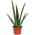 Exotenherz Aloe Vera ca. 3 Jahre Alt 12cm Topf