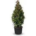 Sunny-Tree Magnolia Grandiflora Alta 240 cm Magnolienbaum mit Weiße Blumen Gartenpflanze  Winterhart