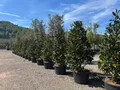 Sunny Tree - Magnolia Grandiflora ‘Gallisoniensis’ - 240 cm - Magnolienbaum - Weiße Blumen - Gartenpflanze - Schmaler Alleebaum - Winterhart