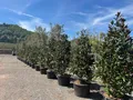 Sunny Tree - Magnolia Grandiflora ‘Gallisoniensis’ - 240 cm - Magnolienbaum - Weiße Blumen - Gartenpflanze - Schmaler Alleebaum - Winterhart