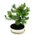 Exotenherz Bonsai Pinus Halepensis Aleppo-Kiefer ca. 9 Jahre Alt