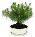 Bonsai - Pinus halepensis - Aleppo-Kiefer - ca. 9 Jahre alt