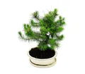 Exotenherz Zimmerpflanze Bonsai - Pinus halepensis - Aleppo-Kiefer - ca. 9 Jahre alt