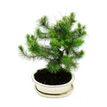 Exotenherz - Bonsai - Pinus halepensis - Aleppo-Kiefer - ca. 9 Jahre alt