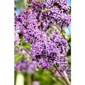 Syringa Vulgaris Flieder Sensation 60-80 cm