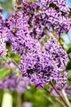 Syringa vulgaris 'Sensation' 60–80 cm – Winterhart, Mehrjährig, Pflegeleicht – Flieder – Heckenpflanze für Garten & Sichtschutz