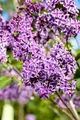 Pflanzen für Dich Gehölze Syringa vulg. Sensation, 1 St., Gewöhnlicher Flieder, Edelflieder, Gartenflieder