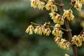 Chimonanthus praecox, Winterblüte, gelb, 60–80 cm