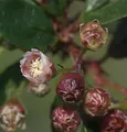 Glänzende Zwergmispel 100-125cm - Cotoneaster lucidus