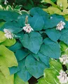 Hosta sieboldiana 'Blue Angel', Blaublatt-Funkie, ca. 13 cm Topf