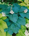 Pflanzen für Dich Staude Hosta sieboldiana Blue Angel, 1 St., Funkie, Blaublatt-Funkie